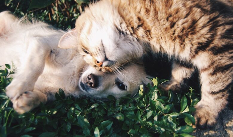 pet-friendly short term housing