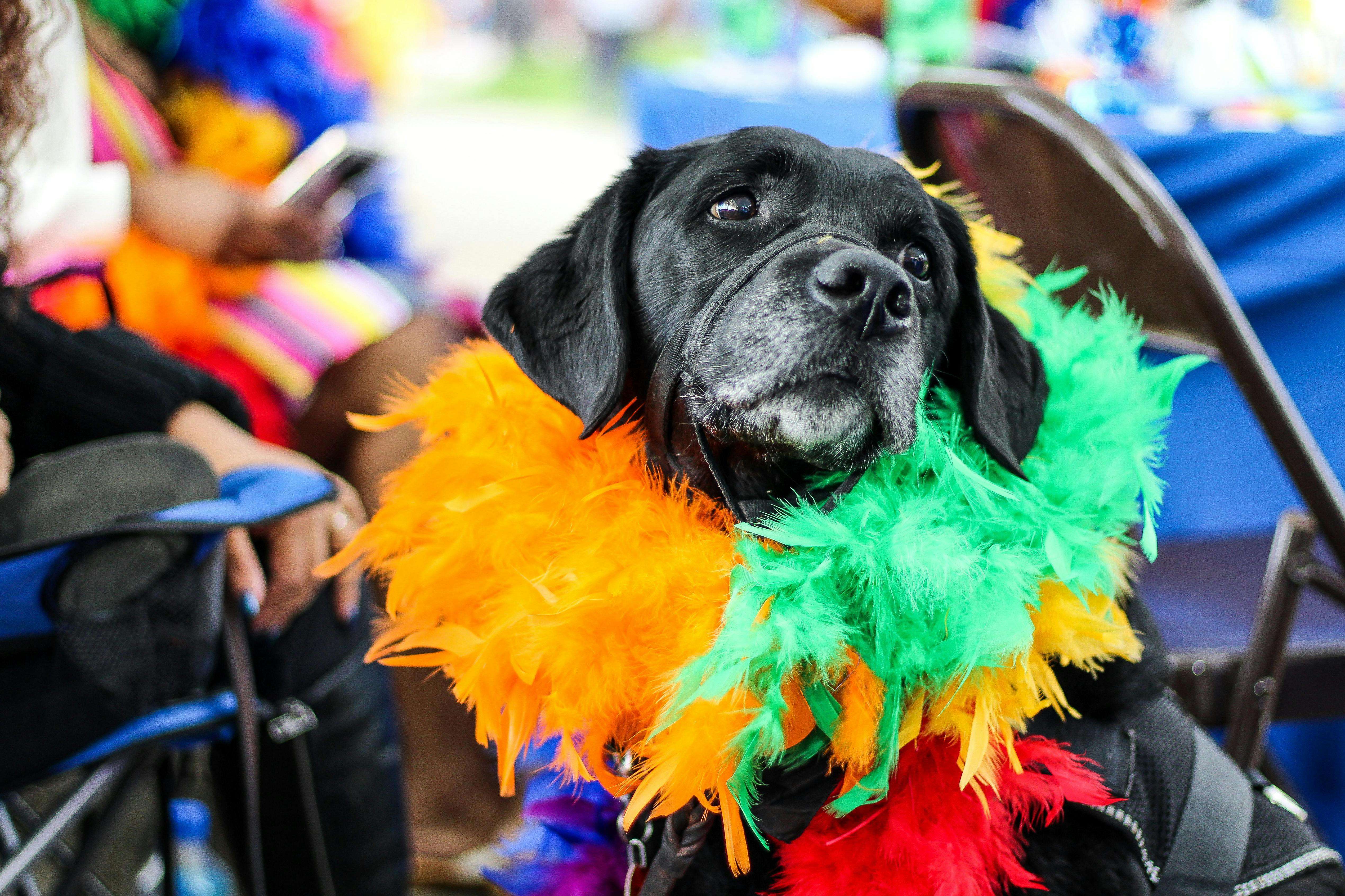 black dog wearing a rainbow feather boa at a vibrant outdoor festival.